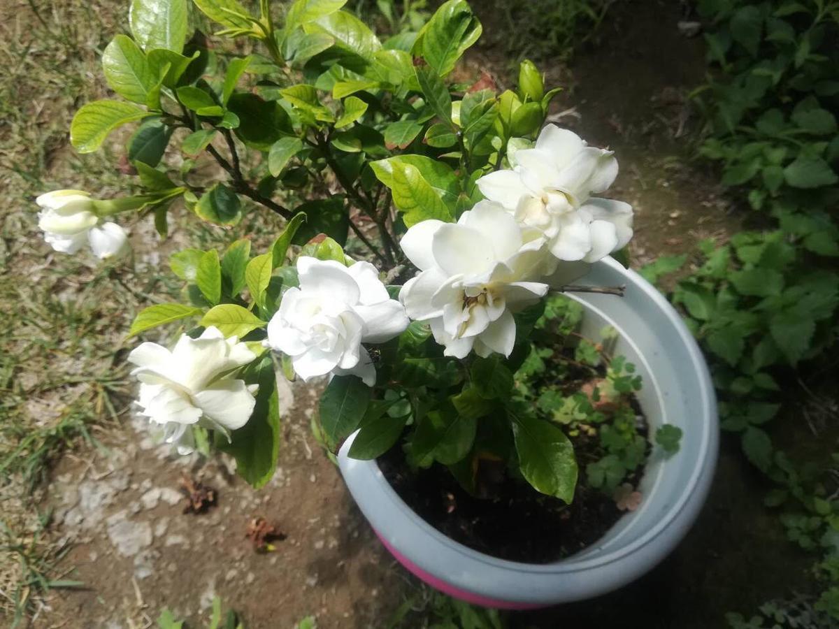 Rose Garden Apartman Kalamáta Kültér fotó